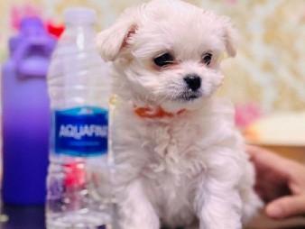 Maltese – Dubai
