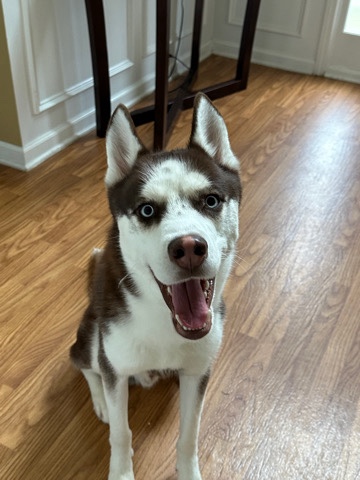 Siberian Husky – Bruno Siberian Husky