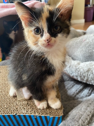 Nala