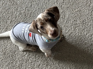 Dachshund – Dapple Dacshund – Independence