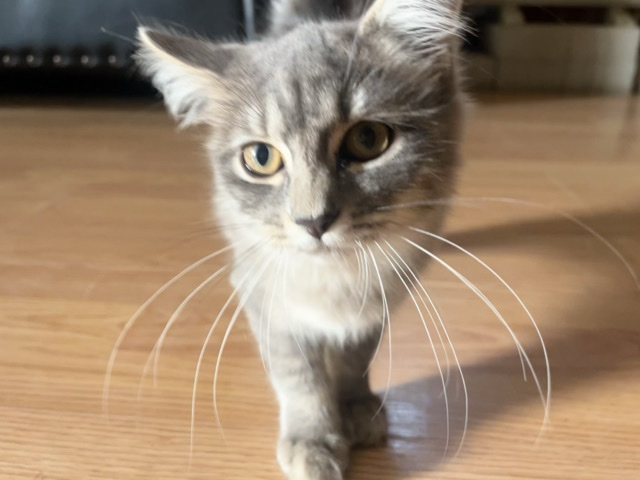 All - 5 month old kitten available for adoption in San Antonio