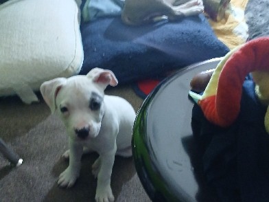 Bull and Terrier – 2 Babby Bully Pitts – Omaha