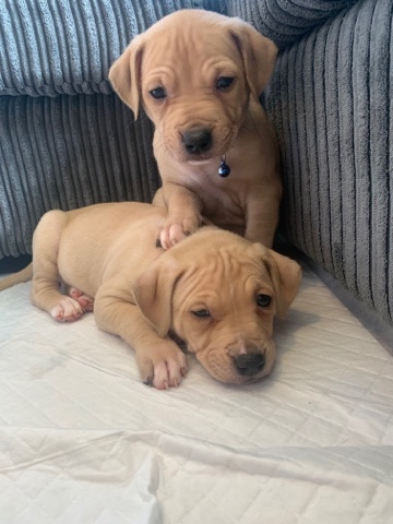 American Bulldog – READY Thursday 17 march