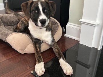 Border Collie – Border Collie/Boxer puppy for adoption. – Simpsonville