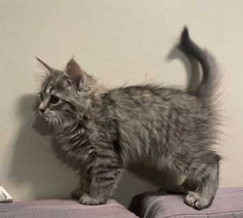 American Wirehair – Female cat