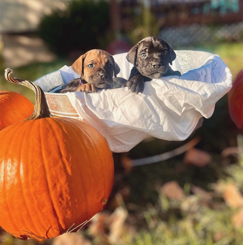 Cane Corso – Cane Corso