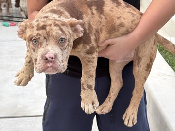 Merle Frenchie / pittbull – Pittsburg