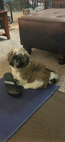Shih Tzu – Full Blooded Shitzu Male