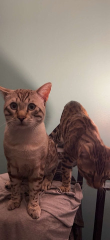 Bengal – Male bengals