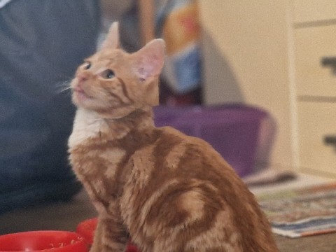 European Shorthair – babykater
