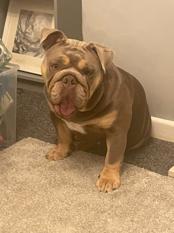 Bulldog – English bulldog female