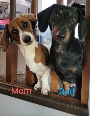 Dachshund – Dachshunds Ready to go.