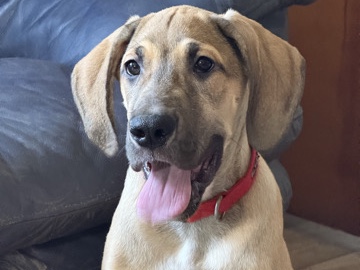 CKC Female Great Dane puppy