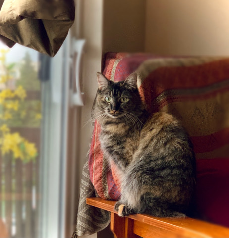 Norwegian Forest cat – A Home for Maddix
