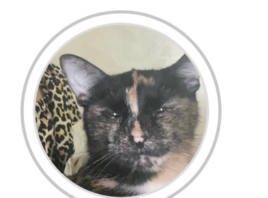 Colorpoint Shorthair – Looking For Good Home For Storm
