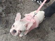 French Bulldog – French bulldog puppy – Maidstone