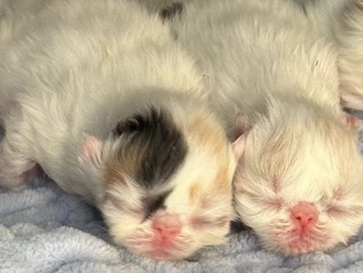Persian (Modern) – 2 months – Chantilly
