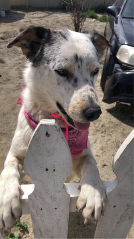 cattle dog mix