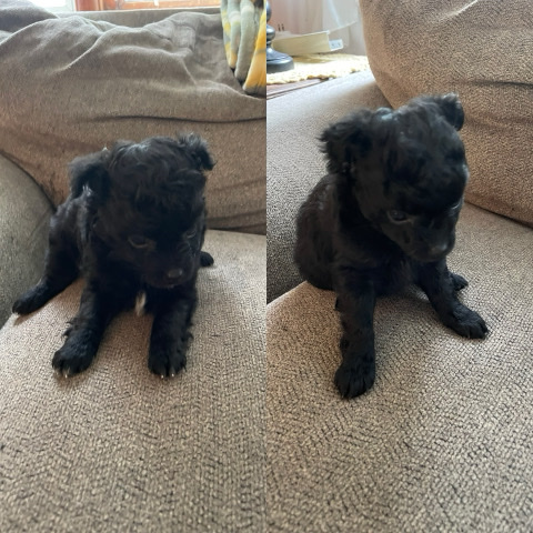 Poodle – Looking to rehome 2 teacup poodle puppies