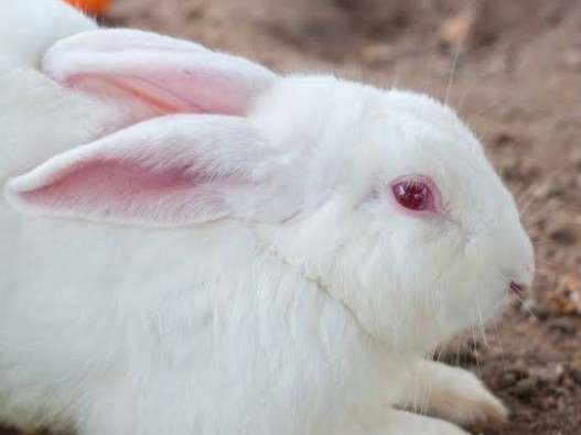 New Zealand – it have 3 rabbit two black and white colour and white colour one male and two female – Ranchi