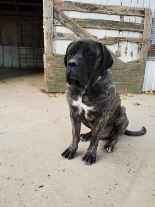 English Mastiff – Akc English Mastiff Male