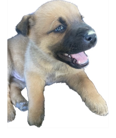 German Shepherd Puppie