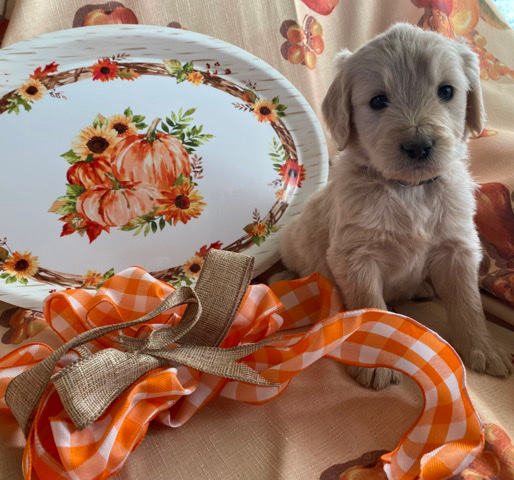 Golden Doodle Puppies