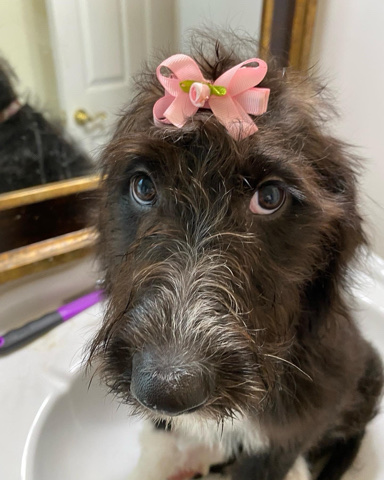 Labradoodle