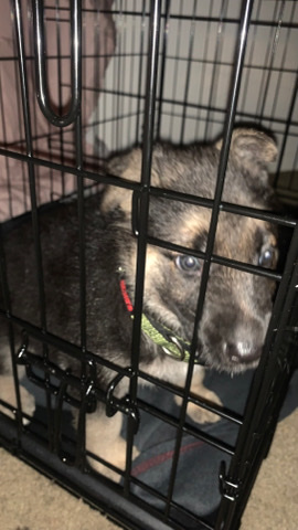 German Shepherd – puppy for sale