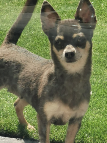 chihuahua *****