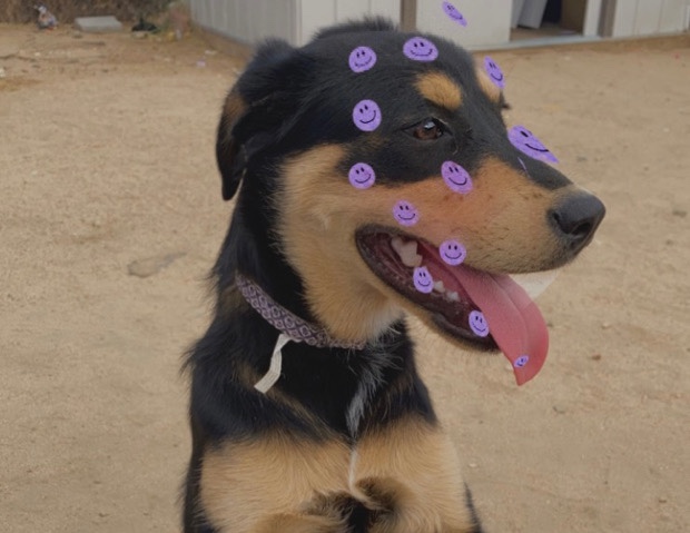 Rottweiler – Rottweiler Australian Sheperad Mix