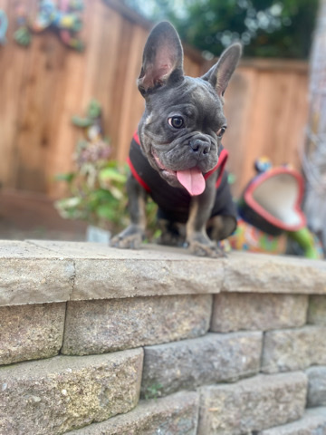 French Bulldog – Lilac x Tan Frenchie