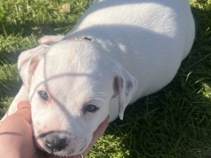 American Bulldog – puppies American bull dog/masstif mix – Seattle