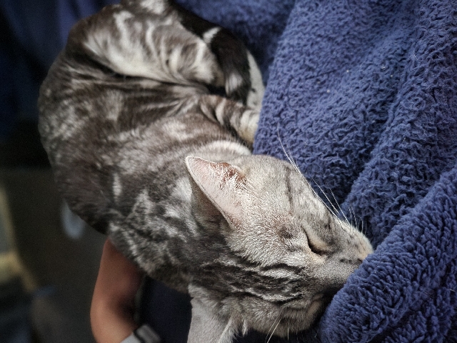Bengal – Bengal Kitten