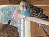Parakeet – Parakeet & Lineolated Rehome