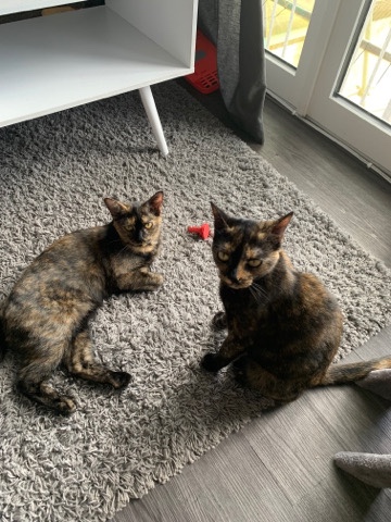 British Shorthair – 2 tortie shell cats