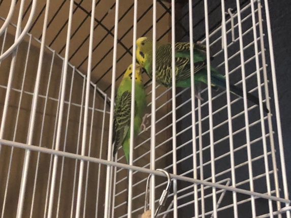 Budgerigar – 2 Parakeets for sale, Charlotte NC