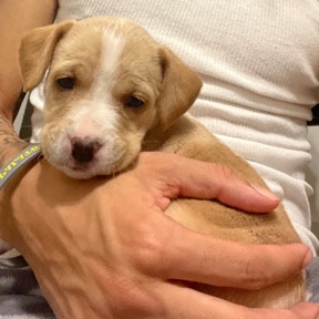 American Pit Bull Terrier – Pit Bull Puppy
