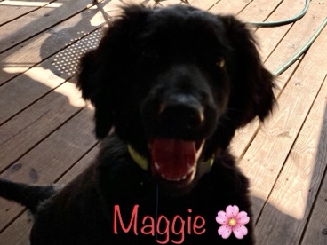 Labradoodle – Labradoodle (longhair) – Longview
