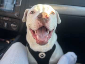 American Pit Bull Terrier - King 🩵 available for adoption in Las Vegas