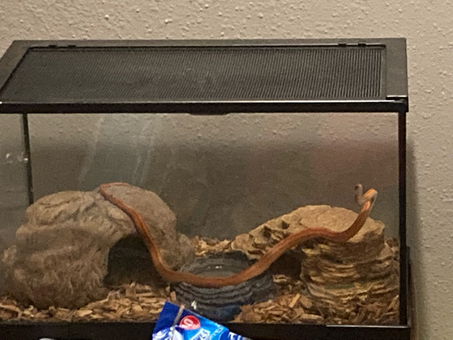 Fancy corn snake