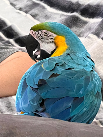 I’m selling my parrot macaw