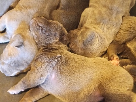 Cane Corso puppies for sell 