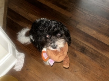 Cavapoo – Black & white hypoallergenic Cavapoo – Charlotte