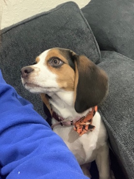 Beagle – Beagle For sell