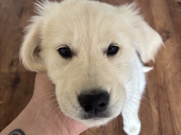 Golden Retriever – Puppy – Colorado Springs