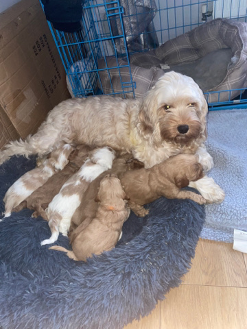 Poodle – 4 male 1 female cockapoos