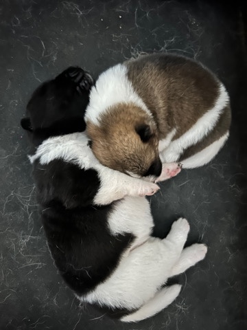 Akita – Lena’s Akita puppies