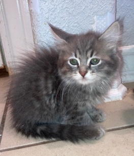 British Shorthair – meet your new fur babies