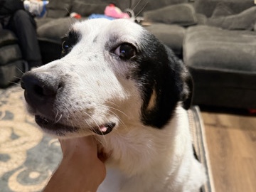 Mixed Breed – Zeus – Springfield
